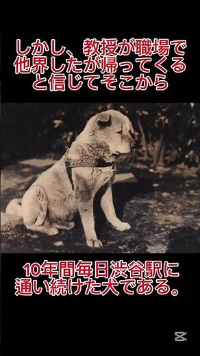 ハチ公の10年間の物語 #いい話 #感動 #感動する話 #感動 #感動ストーリー #ハチ公