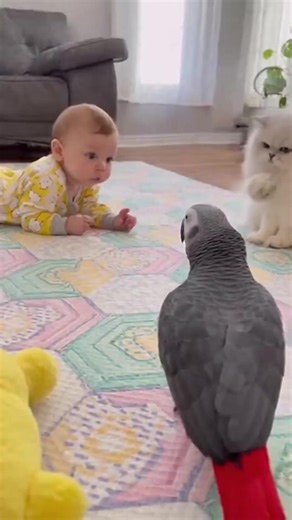 1K views · 28 reactions | "What Does the Kitty Say?"  African Grey Parrot Barks "Woof!" & Baby Can't Stop Laughing 藍 | The Smart Bird | Facebook