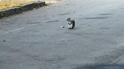 Surprisingly emotional footage of a squirrel mourning his fallen comrade