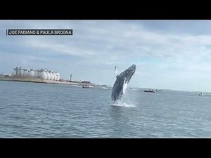 Watch: Video of humpback whale breaching in Boston Harbor