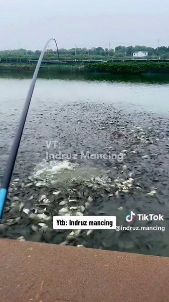 Jangan semangat, tetap menyerah. Mari mancing 😂 #mancing #mancingmania #mancingikan #mancingmaniamantap #mancingliar #mancingwaduk #mancingikanbesar #fishinglife #fishing