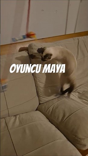 siyam kedisi maya oyun oynuyor #cat #siamesecats #kedi #oyun