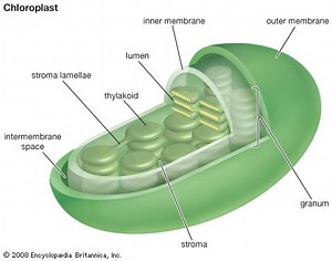 Cellular Processes