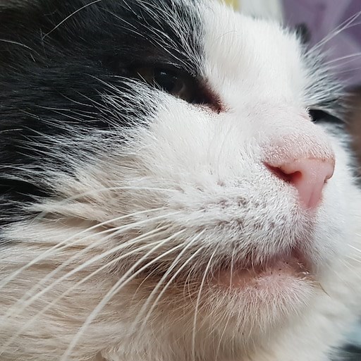 Steam Workshop::Total Conversion Mods for CK2