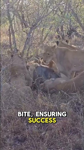 Lions vs Warthog: The ultimate ambush! Nature’s raw power on display! #WildlifeShowdown #LionHunt