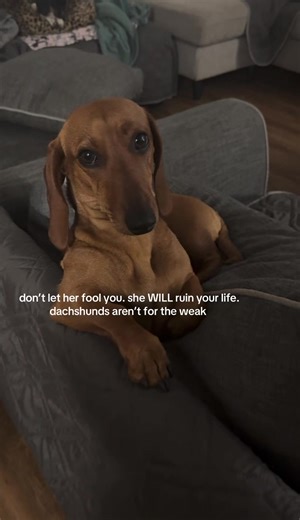 Why I Love My Dachshunds Despite the Challenges