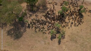 Aerial view of a herd of goats grazing in the field. Near of a little village in Andalucia, Spain
