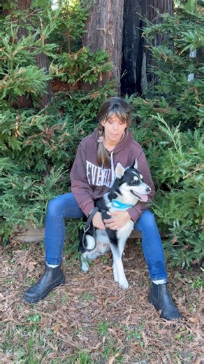 🐾 Meet Oreo — our handsome, high-energy cookie-colored cutie! 🍪 Oreo is about 2 years old and full of life. He’s a playful, adventurous pup who would love to join you on hikes, beach runs, or any outdoor adventure you can dream up. 🌲🐕 He’s great with other dogs and has lived with kids before — he’s the kind of buddy who’s always ready to play! As for cats… well, Oreo finds them a little too interesting. 🐱 A slow, careful introduction might work, but we think he’d be happiest in a home where