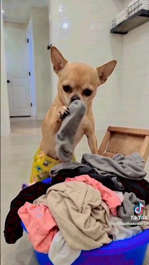 Wife Dog Forcing Husband To Do Laundry 😭🐕 #shorts