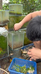 299K views · 4.8K reactions | [PART 3] Planted Aquarium para sa ating Betta Fish | Lowtech o Low maintenance na planted Aquarium | Aquascaping  #plantedaquarium #aquascaping #bettaSiamesefish #fishlife #underwaterplants #aquaticplants #lowtechaquaticplants #aquariumforbettafish #lowtechaquarium #aquascapingphilippines #aquaticplantsNegros | Deric Fernandez | Facebook