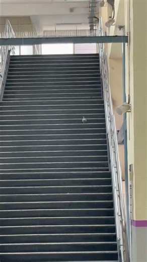 தன் சிறகுகளை மறந்த புறா Calm View Moment | Bangalore Life #PigeonWalk #Moment