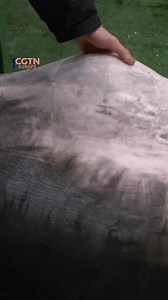 73K views · 307 reactions | A bluefin tuna weighing 276 kilograms was sold for 207 million yen ($1,316,835) at Tokyo's Toyosu fish market's annual auction, making it the second-highest bid since the auction began in 1999. #Tuna #Bluefin #Japan #Tokyo | CGTNEurope | Facebook