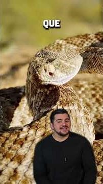 ¿Cómo funciona el cascabel de una serpiente?#rattlesnake #snake #serpiente #animales #wildanimals
