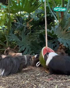 He built an extra large enclosure to prevent conflict within this large guinea pig colony 🍉😄 | Furry Tails