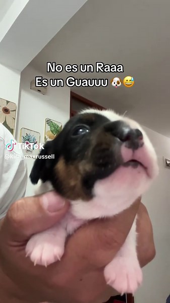 Aprendiendo a ladrar con nuestros Jack Russell