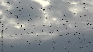 Large group of small birds flying close together hunting insects typical swarm like flocking behavior of starlings used for backkground showing overcast weather big thick grey clouds some sunshine 4k