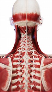 💪 Layers of Strength: The Muscles of the Neck and Upper Back 💪 The neck and upper back muscles form a complex system that provides stability, support, and mobility for the head, shoulders, and spine. These muscles are organized into layers: Superficial Layer: Includes muscles like the trapezius and sternocleidomastoid, responsible for large movements like turning the head or shrugging the shoulders. Intermediate Layer: Includes muscles like the levator scapulae, aiding in shoulder elevation an