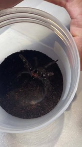 Milking the deadly funnel-web spider! 🕷️ | Tim Faulkner