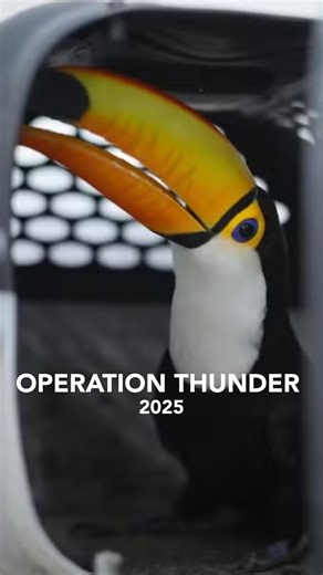 A global operation against the illegal trafficking of wild fauna and flora has led to the seizure of nearly 30,000 live animals and the identification of 1,100 suspects. From 15 September – 15 October, law enforcement agencies comprising police, customs, border security and forestry and wildlife authorities from 134 countries made a total of 4,640 seizures during Operation Thunder 2025. This record number of seizures included tens of thousands of protected animals and plants and tens of thousand