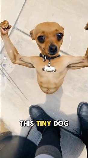 6.The Shocking Origin of Chihuahuas! From Aztec Royalty to TikTok Fame #FunFacts #shorts #animal