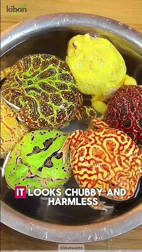 Pacman Frog: The Lazy Hunter With a Monster Bite 🐸⚡