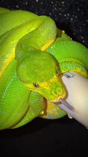 Green Tree Python Habitat and Care