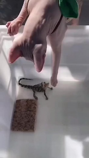 Lord Beerus and the little crocodile#corcodile