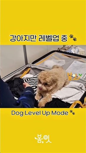 강아지만 레벨업 중 🐾 Dog Level Up Mode #pov #봄잇 #강아지 #동물농장강아지 #웃긴짤 #웃긴영상 #재밌는영상