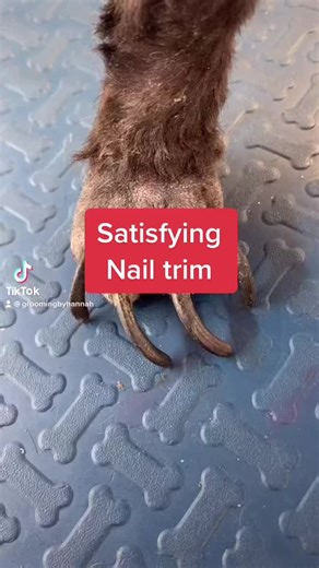 Satisfying Nail Trim Compilation for Poodle Grooming
