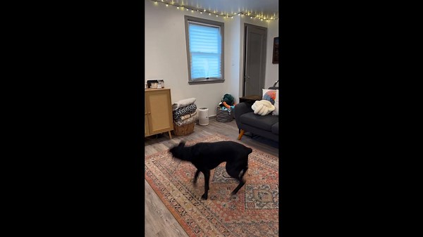 Dog Loves Doing Backflips