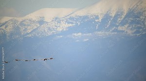 Flamingo Birds Herd Flying and Migrating in Snowy Mountains. Migrant, migrating, go, going, long distance, carnivore, animals, natural, wild, wildlife, herd, in a row, line, colonies, crowded, crowd