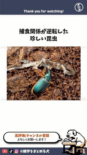 逆にカエルを食べる虫 #雑学 #まとめる犬