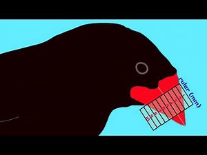 directional selection