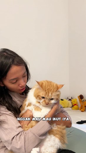 Kucing Lucu: Kucing Comel TikTok Video Terbaru!
