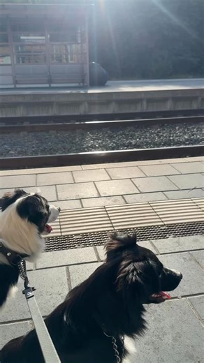 Basics, Basics, Basics - aber egal wie toll ein Hund ist, wenn er nicht vernünftig und entspannt an loser Leine laufen kann, ist jeder Spaziergang anstrengend. Daher für mich das A&O. Brav neben mir laufen und sich weder von Menschen noch von Hunden, Rollern oder Fahrzeugen beeindrucken lassen. Dazu kommt warten können. Drum gibs immer wieder eine Pause auf der Bank 😀 | My Magic Miniature American Shepherds