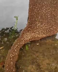 1.1M views · 10K reactions | Ants truly are nature's engineers! | UNILAD Tech | Facebook