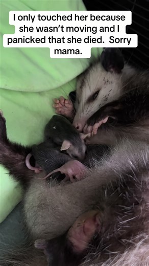 #geracizoo #thegeracizoo | Baby Animals