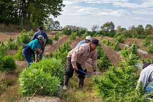 Proposed Hemp Regulations Would Be a Nightmare for Farmers