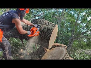 Bucking large oak tree with Husqvarna 372xp _ AXEHOLE LOGGER