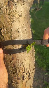 136K views · 241 reactions | A Natural Tree-Joining Method You Rarely See | Productive Panda | Facebook