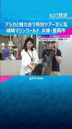 「めっちゃかわいい」「触り心地が良かった」アシカと触れ合えるツアーが人気 城崎マリンワールド #tiktokでニュース #読売テレビニュース