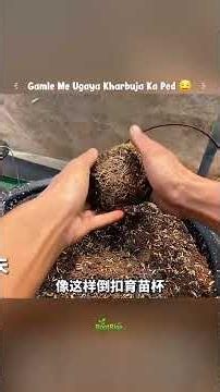 🌱 Grew sweet Honeydew Melon in a pot in 80 days 😱 | Easy way to grow melon at home