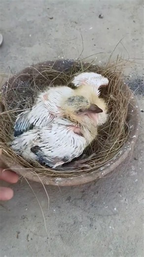 Pigeon loft clean up #birds #nest #nest #pigeon #loft801