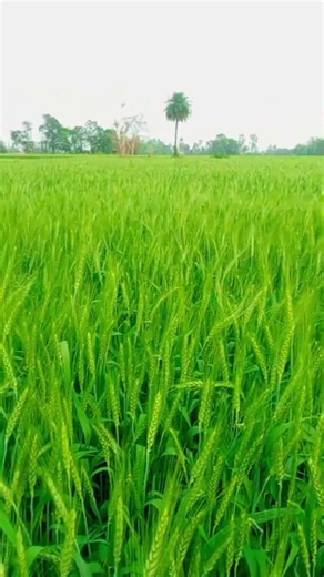 #newsong #viralvideo #lifeisbutadream #farming