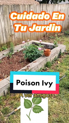 Hiedra Venenosa, Roble venenoso y zumaque venenoso. La hiedra venenosa, el roble venenoso y el zumaque venenoso son plantas venenosas muy comunes. Tocar cualquiera de estas plantas puede provocar una erupción cutánea irritante y con picazón. Estas plantas producen un aceite llamado urushiol al que casi todo el mundo es alérgico. Las erupciones de estas plantas generalmente desaparecen en dos semanas. Toxicidad Las raíces, las hojas y los tallos contienen una resina aceitosa llamada urushiol que