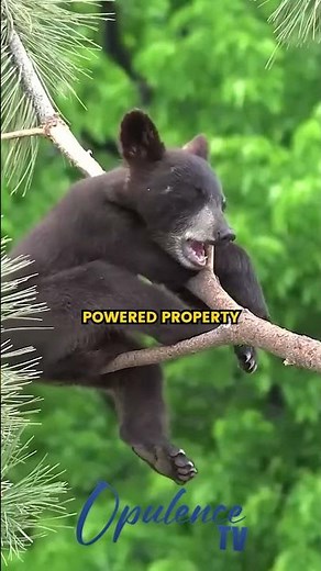 INSIDE JOHNNY DEPP'S $5MILLION PRIVATE ISLAND