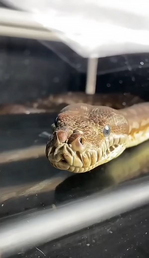 What Does it look like when snakes are breeding?