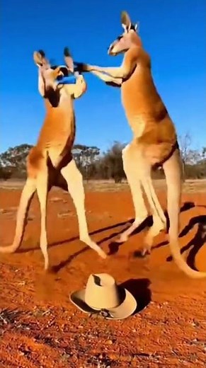 🦘🥊 How Kangaroos Actually Fight! Professional Boxing in the Wild! 🇦🇺🔥 #Kangaroo #Boxing