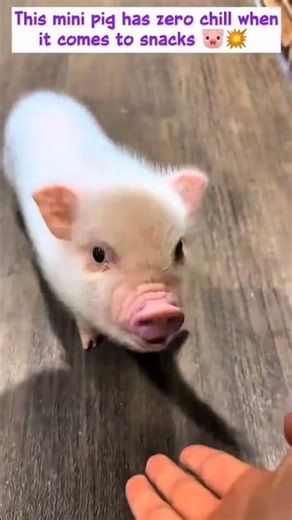 Mini Pigs Being Adorable | Funny & Cute Pig Compilation #heartwarming #pets