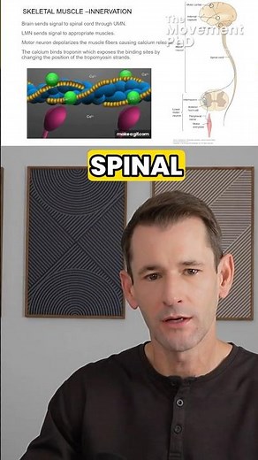 Muscle Innervation: Upper vs Lower Motor Neurons